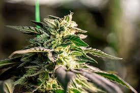 Explore the Best Marijuana Seeds BC Has to Offer Explore the Best Marijuana Seeds BC Has to Offer
